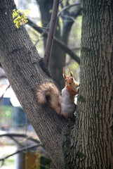 squirrel on a tree