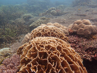 The coral reef area at Tioman island, Malaysia