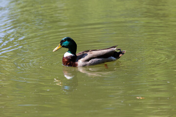 Duck swimming in lake in park