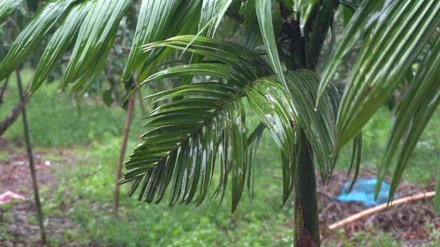Small Areca catechu with rain in the garden.