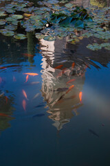 An abstract image, showing the reflection of a historic tower in the fish pond located in the gardens of Alhambra Palace. Koi, carp and gold fish are seen in the pond as well as water lilies.