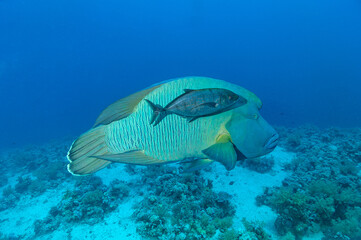 pesce napoleone, Cheilinus undulatus, con carangide nel la barriera corallina
