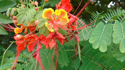 red and yellow flower