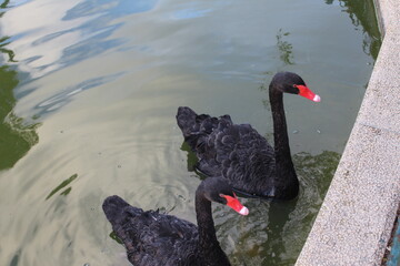 two twin swans