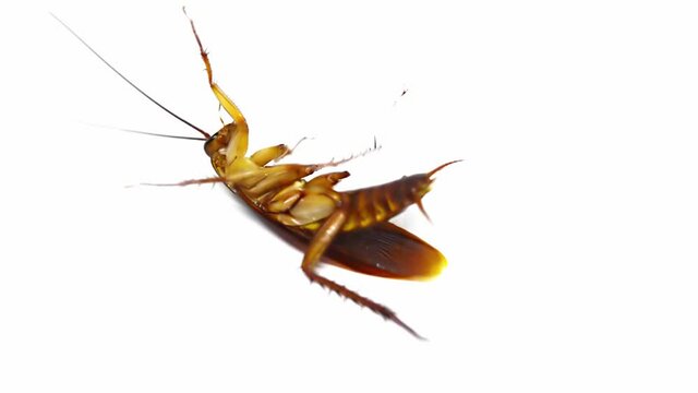 Cockroaches with broken legs are lying on the floor. White background