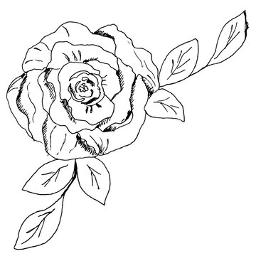 Doodle hand-drawn rose isolated on white. Vector illustration of outlined flower for print, textile, wallpaper, sticker, banner design.