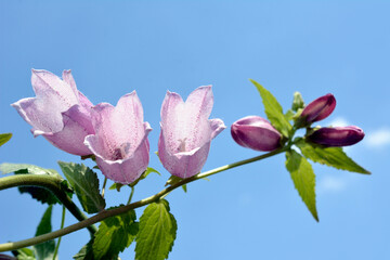 季節の花。ホタルブクロ。ピンクの花、薄紫。可憐。青空。花、家庭園芸、ガーデニングイメージ素材