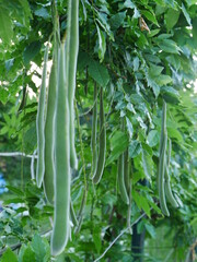 Fototapeta premium green beans on a vine