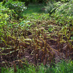 potato tuber on vegetable bed