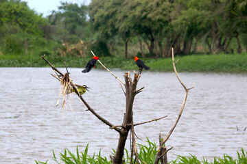 Aves 2 Federal y Benteveo en Laguna Oca Formosa