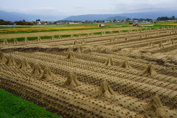 稲刈りを終えたあとの田の風景（日本）