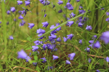 Obraz na płótnie Canvas Purple flowers in the meadow