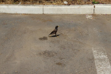 a bird is walking like a human