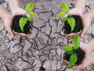 Selective focus on Little seedling in black soil on hand. Earth day concept.