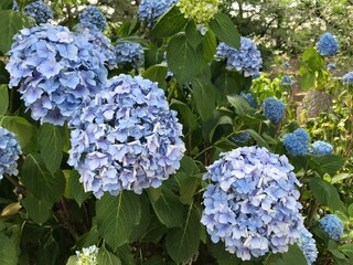 アジサイ　日本　梅雨