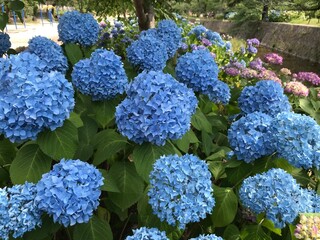 あじさい　日本　６月
