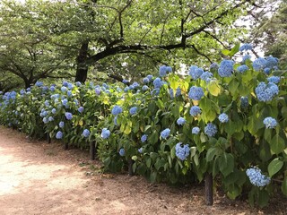 アジサイ　梅雨　日本