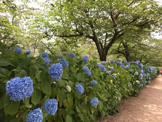あじさい　日本　花畑