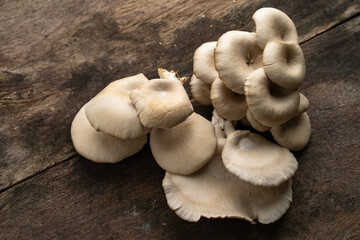 Pleurotus pulmonarius on old wooden table.