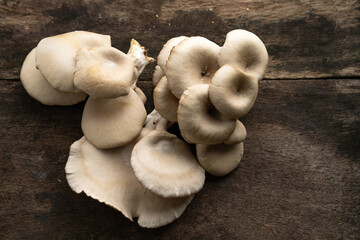 Pleurotus pulmonarius on old wooden table.