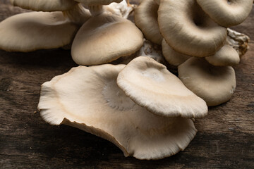 Pleurotus pulmonarius on old wooden table.