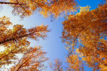 Autumnal Trees and a Sky