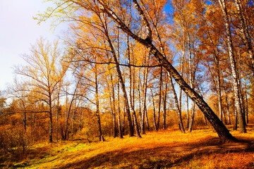 Fototapeta premium Autumnal Trees Landscape