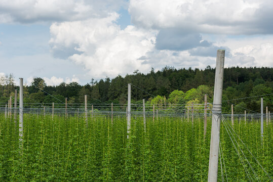 Detail of hop plants growing high on hop poles in world´s biggest hop region Holledau in Germany