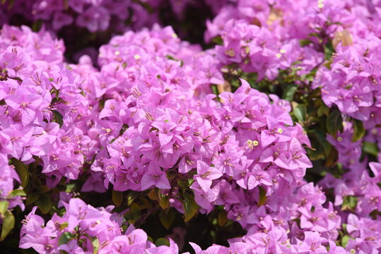 Gorgeous purple flowers © tharathip
