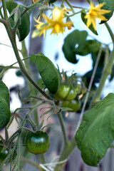 Small tomato fruit on a Bush. Growing tomatoes at home on the windowsill. Blossoming bushes of tomatoes. Tomato seedlings on the windowsill in the apartment.