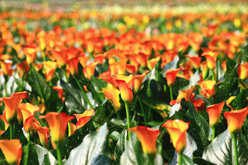 Calla lily field,beautiful landscape of yellow with orange flowers of calla lily blooming in the...