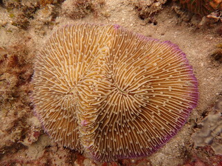 The coral reef area at Tioman island, Malaysia