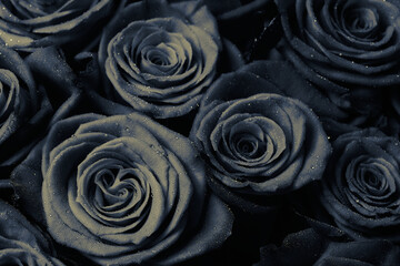 Roses. Bouquet of flowers. Black and white image.