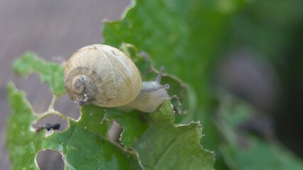 Snail shell between fresh sprout leafs. Mollusk snails with brown