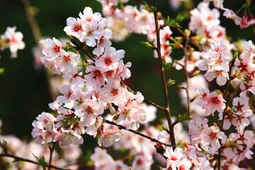 Obraz premium Pink with white cherry blossoms closeup,beautiful pink cherry blossoms blooming on the branch in spring 