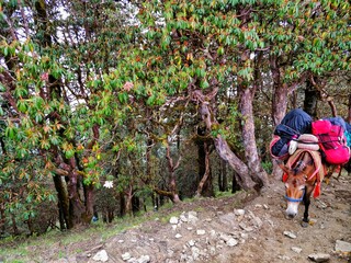Porter mule transporting hikers heavy bags and camping equipment uphill from one campsite to other on a Himalayan trek in India.