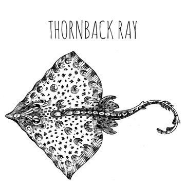 Thornback ray. Sea fish. Hand-drawn sketch. Vintage style. Fish and seafood products.
