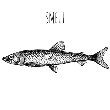 Smelt. Sea fish. Hand-drawn sketch. Vintage style. Fish and seafood products.