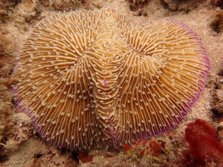The coral reef area at Tioman island, Malaysia