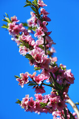 Pink with red peach flowers with blue sky background,beautiful pink flowers blooming on the branch of peach tree in spring 
