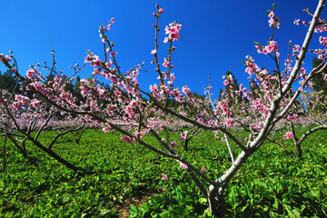 Pink peach flowers,beautiful scenery of pink with red peach trees growing among the mountains in a...
