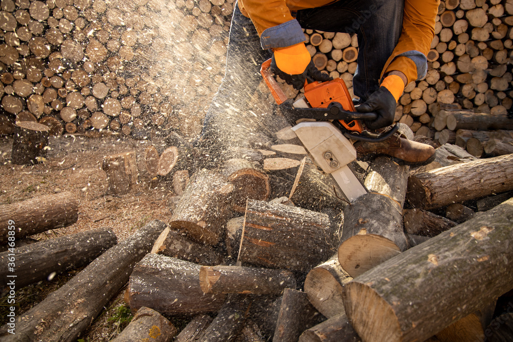 Wall mural chainsaw in action cutting wood. man cutting wood with saw, dust and movements. chainsaw. close-up o