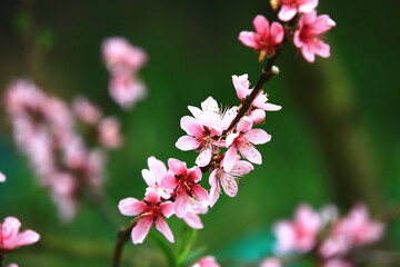 Pink with red peach flowers,beautiful pink flowers and buds blooming on the branch of peach tree in spring 