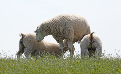 Obraz premium Little lamb drinking