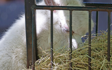 Fluffy white alpaca head