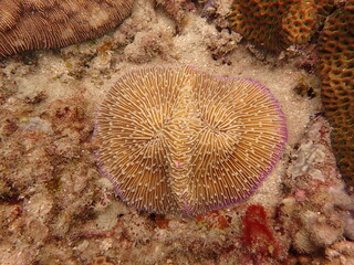 The coral reef area at Tioman island, Malaysia