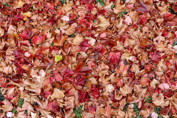 autumn leaves background