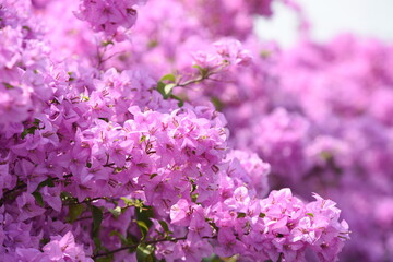 pink flower in the street