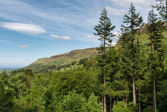 Glenariff Forest Park Pine trees