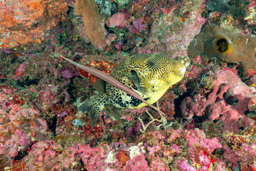 pesce palla gigante con pesce trombetta sul reef